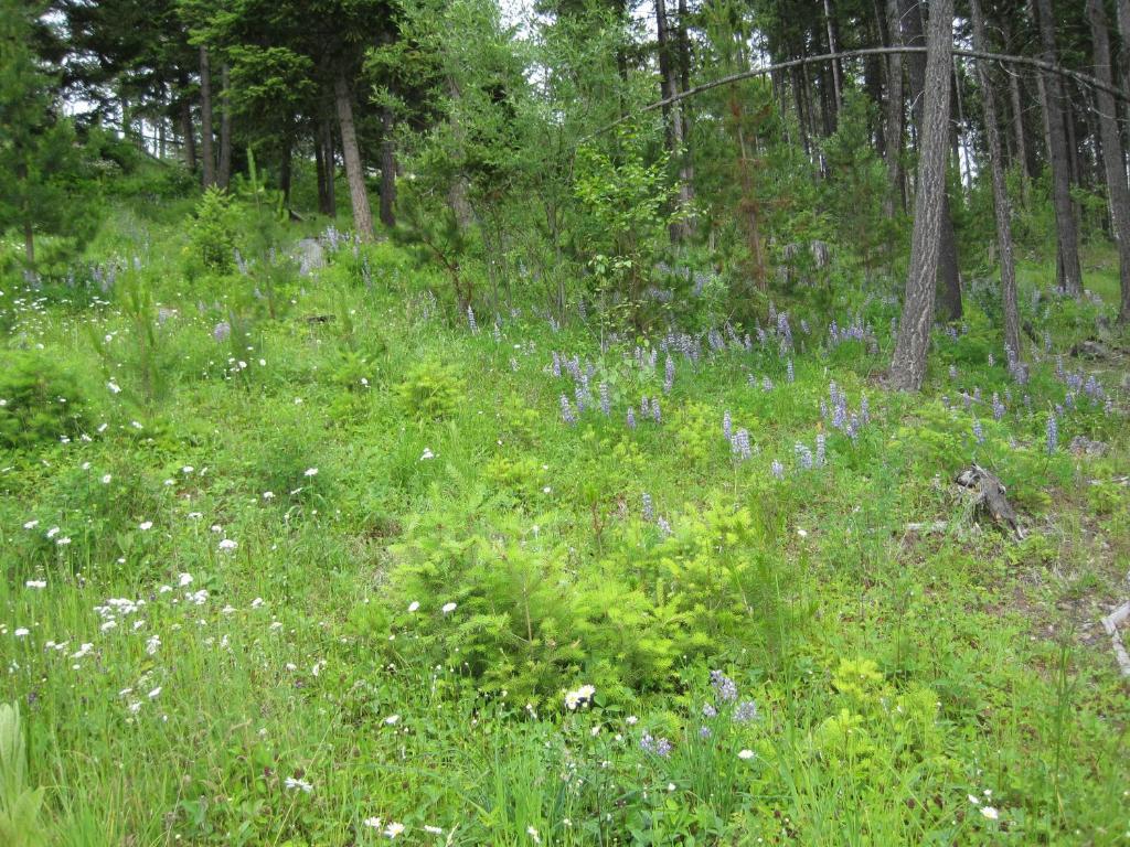 Wild Nature B&B Kelowna Buitenkant foto